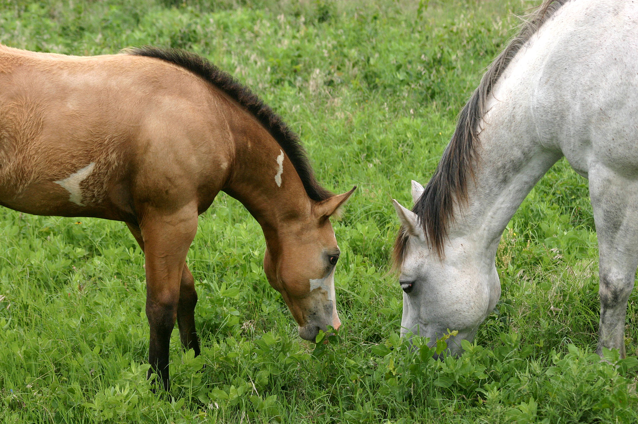 grazing horses